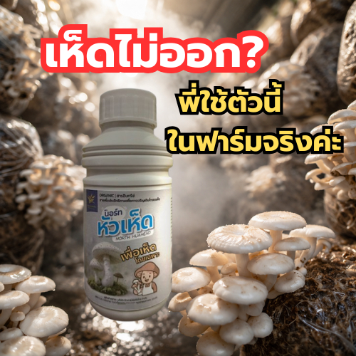 ฮอร์โมนเห็ด นอร์ทหัวเห็ด | บำรุงดอกเห็ดให้สมบูรณ์ ดอกแน่น ดอกใหญ่ ใช่ง่าย เห็นผล ไม่เร่งฝืนธรรมชาติ