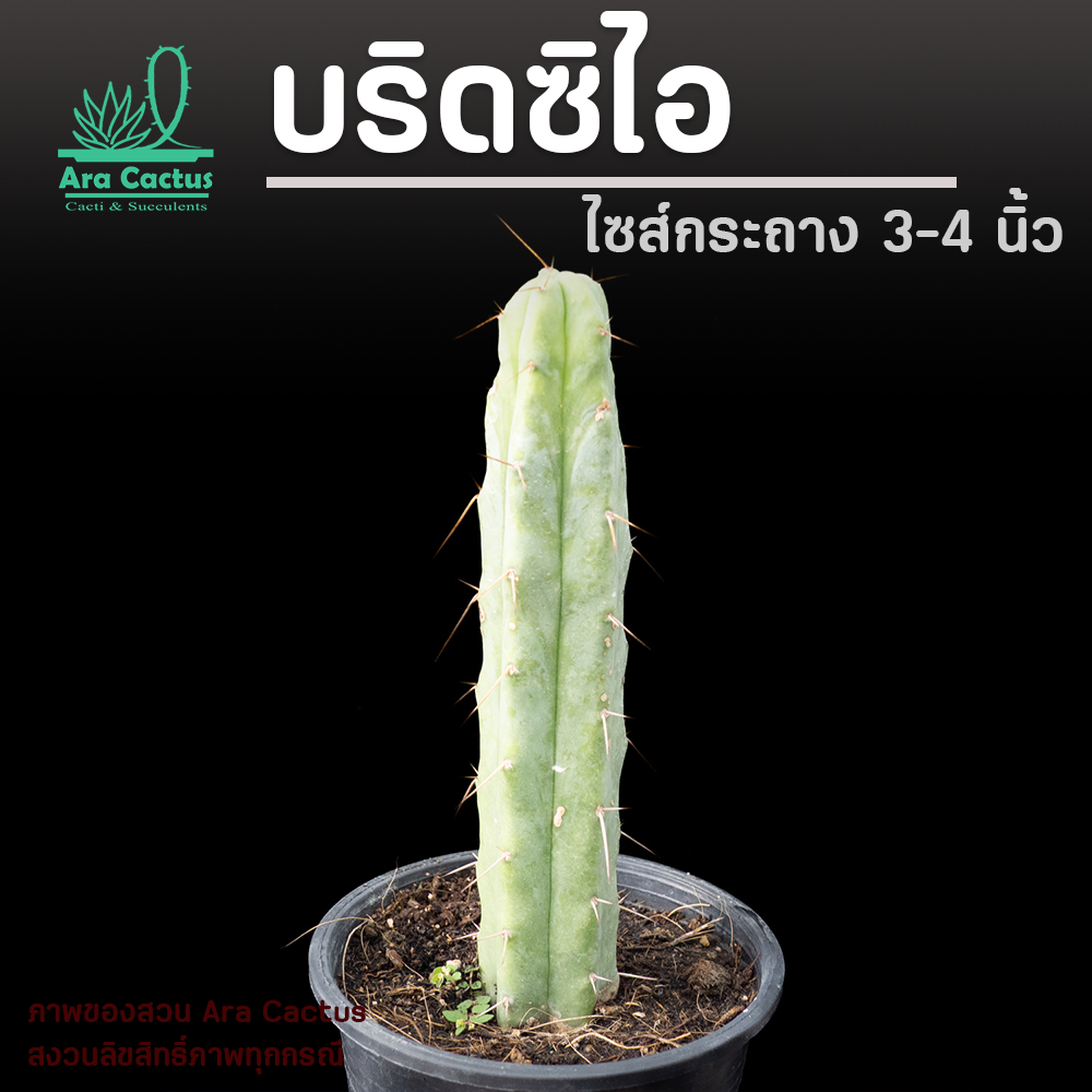 สวนขายเอง! แคคตัส Trichocereus bridgesii ไซส์กระถาง 3 นิ้ว แคคตัส กระบองเพชร ต้นไม้ประดับ อวบน้ำ