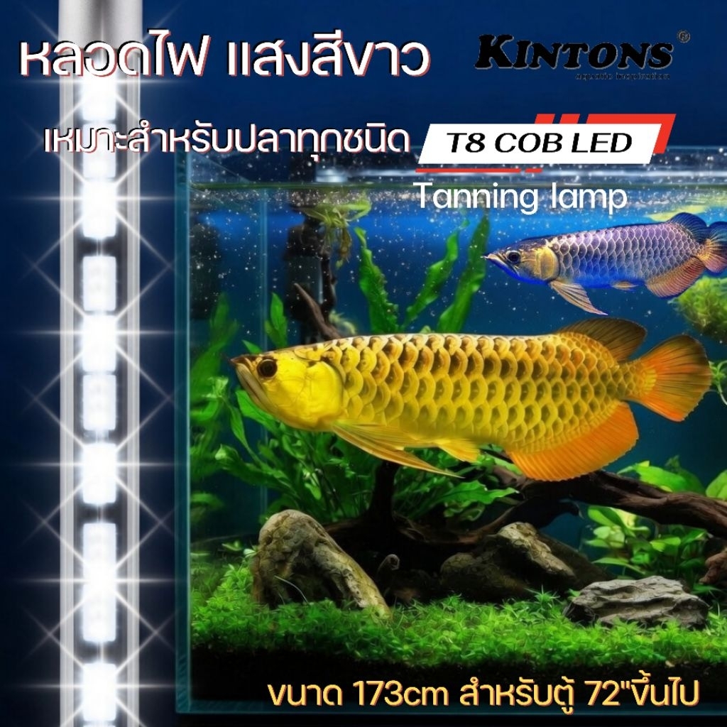หลอดไฟ Kintons T8 LED COB(Chip On Bord) ให้แสงสว่างมากขึ้น และช่วยพัฒนาสีสันปลา ใช้แล้วน้ำไม่แดง @kintons