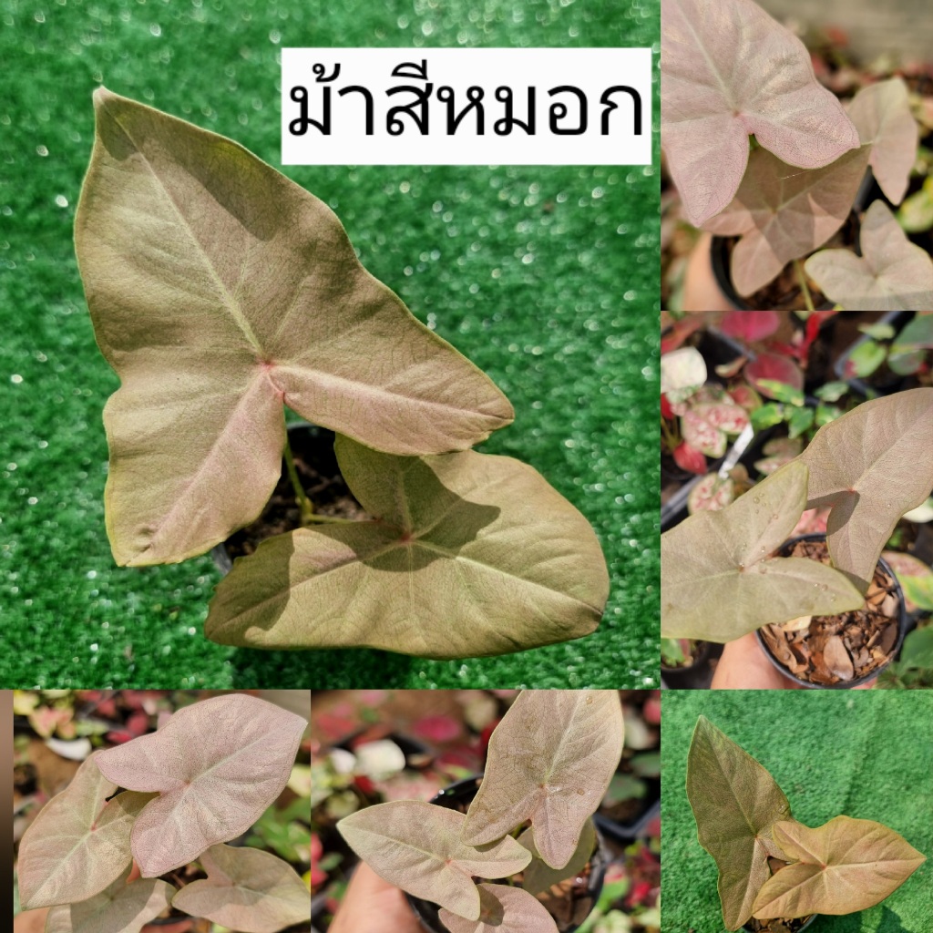 บอนสี ม้าสีหมอก ส่งทั้งกระถาง 4 นิ้ว ขนาดตามรูปที่ 1-8 แชทเลือกต้นได้ค่ะ ไม้ฟอกอากาศ ไม้มงคล ไม้ประดับ ไม้สวยงาม