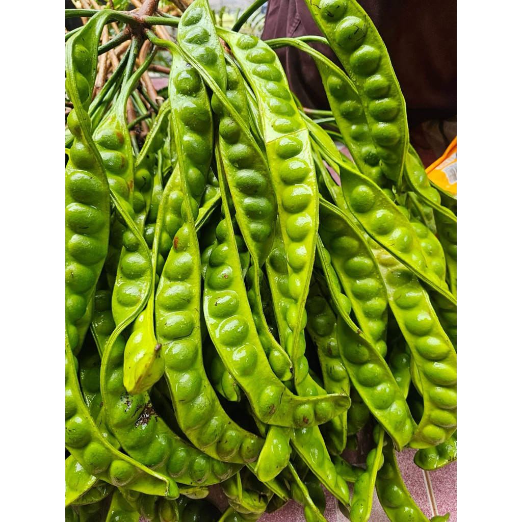 สะตอใต้สะตอข้าวมันเมล็ดแน่น