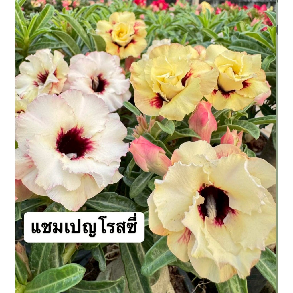 ชวนชมดอกซ้อน "แชมเปญโรสซี่" ขนาดกระถาง 6 นิ้ว (แบบถอนจัดส่ง)
