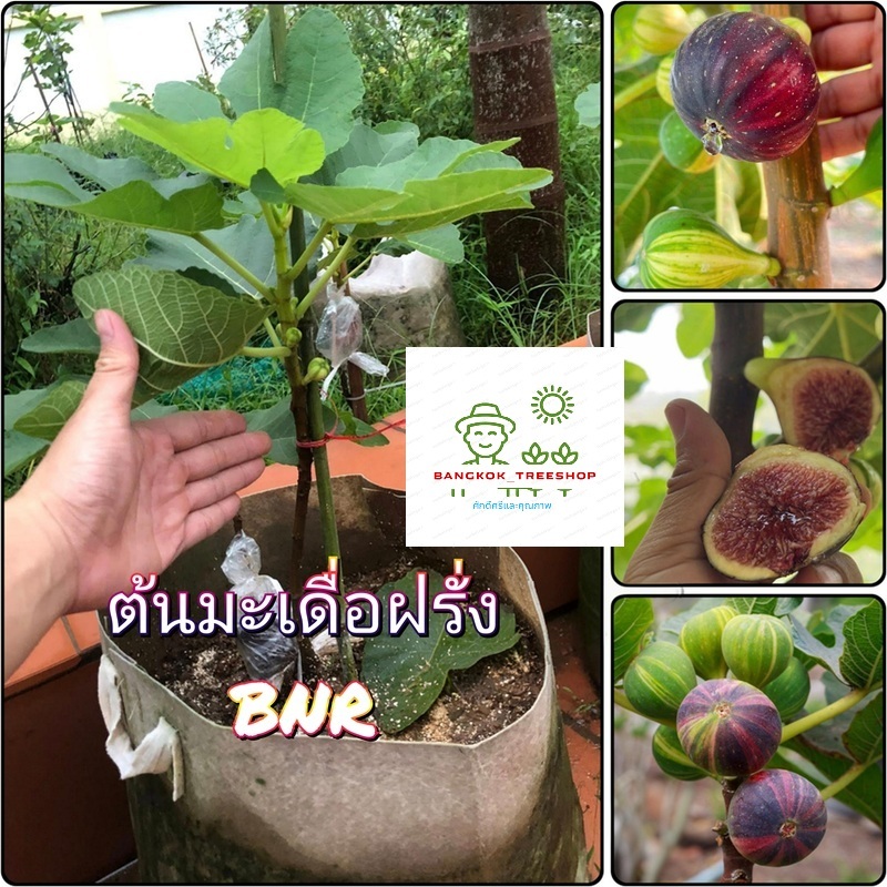 ต้นมะเดื่อฝรั่งสายพันธุ์ BNR, CDDB, BTM6, TIGER PANACHE, KUROMITSU ผลอร่อย ลูกใหญ่ ปลูกง่าย เป็นสายพ