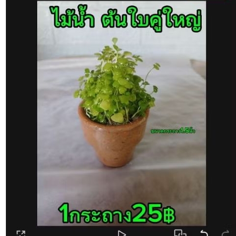 ใบคู่ใหญ่ ไม้น้ำมีรากขนาดกระถ่าง1.5นิ้ว
