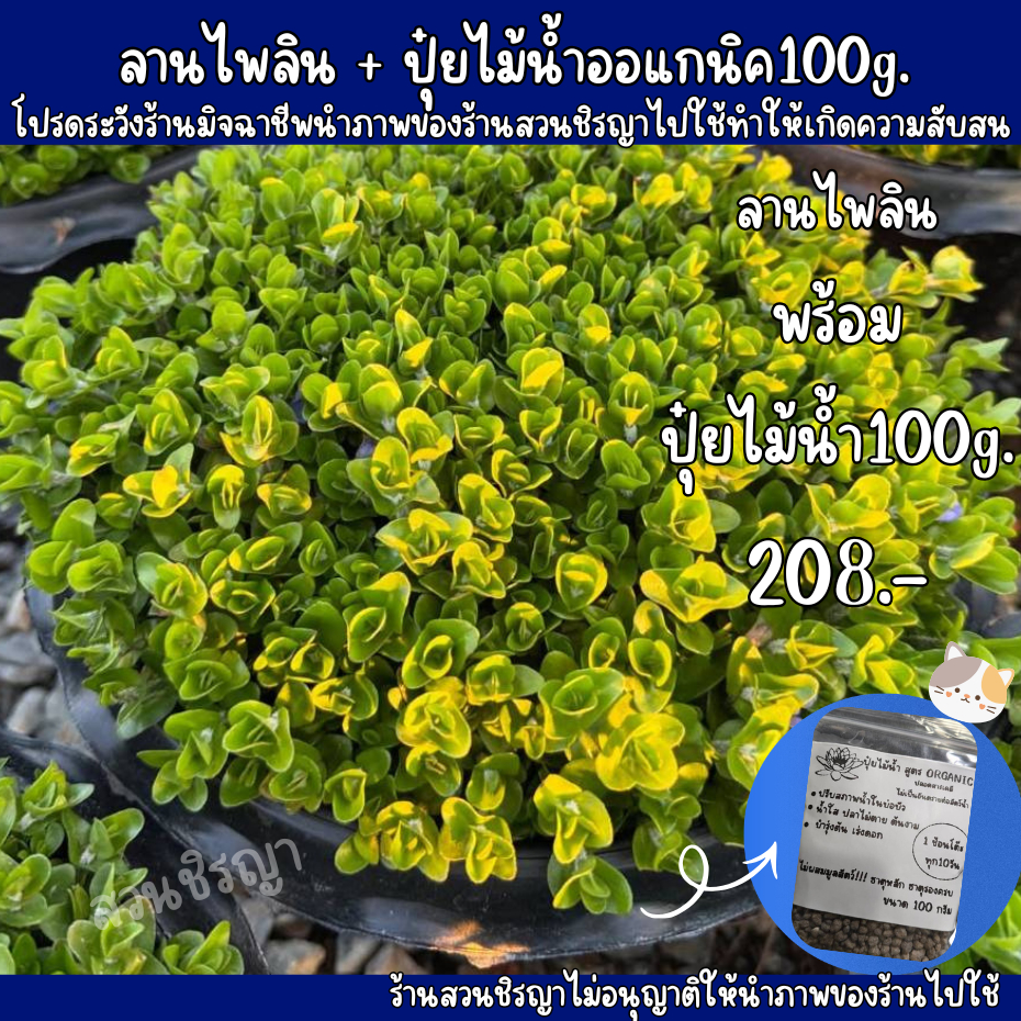 ชุดพร้อมปลูก ไม้น้ำลานไพลินในกระถางขนาด8นิ้ว พร้อมปุ๋ยไม้น้ำขนาด100กรัม สูตรออแกนิค ปลอดสารเคมี ไม่เป็นอันตรายต่อสัตว์น้