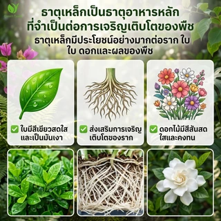 【GreenThumb】เฟอร์รัสซัลเฟต 250 กรัม ปรับสภาพดิน ลดความเป็นด่าง บำรุงธาตุเหล็ก ป้องกันใบเหลือง ใช้ได้กับไม้ใบ ไม้กระถาง