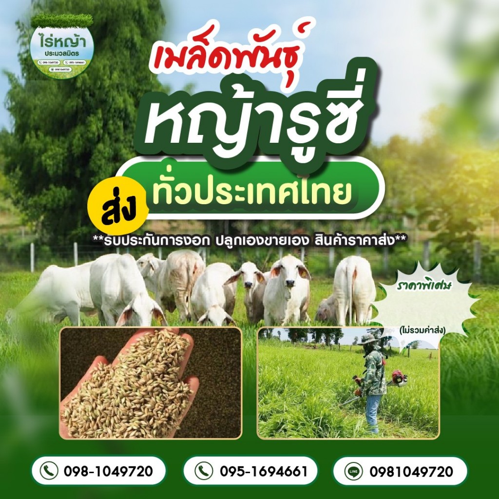 เมล็ดพันธุ์หญ้ารูซี่ Ruzi Grass เกรดฟรีเมี่ยม ไร่ประมวลมิตร จำหน่ายเมล็ดพันธุ์เลี้ยงสัตว์ วัวควายไก่