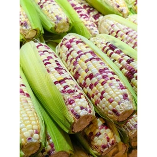 เมล็ดพันธุ์ข้าวโพดข้าวเหนียวขาวม่วงเหนียวหนึบ300เมล็ด59บาท ซื้อ 2 แถม 1 ซอง
