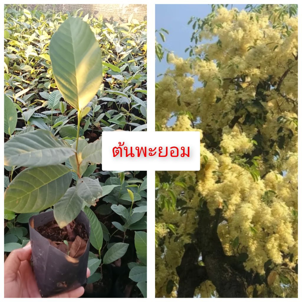 ต้นพันธุ์ต้นพยอม ราดเชื้อเห็ดระโงกขาว ระโงกแดง เห็ดผึ้ง เห็ดเผาะ เห็ดย่าง เห็ดรวม (ลงเชื้อเห็ด ทุกต้น)