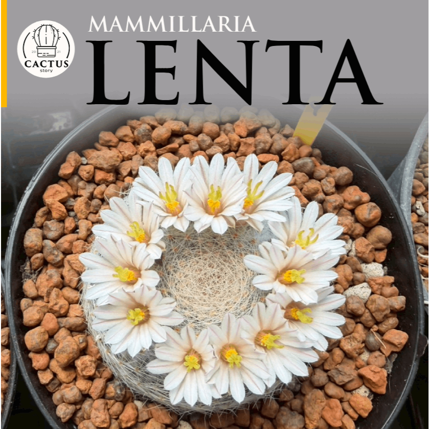 🌕Mammillaria Lenta🌕ไม้เมล็ด กระถาง 4 นิ้ว