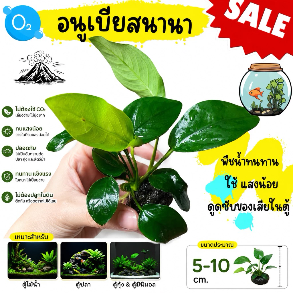 ต้นไม้น้ำ ที่ทน🌱 แต่งตู้ปลา​ พืชน้ำทน​ ต้นอันนี้ทนใส่ตู้ปลากัดได้