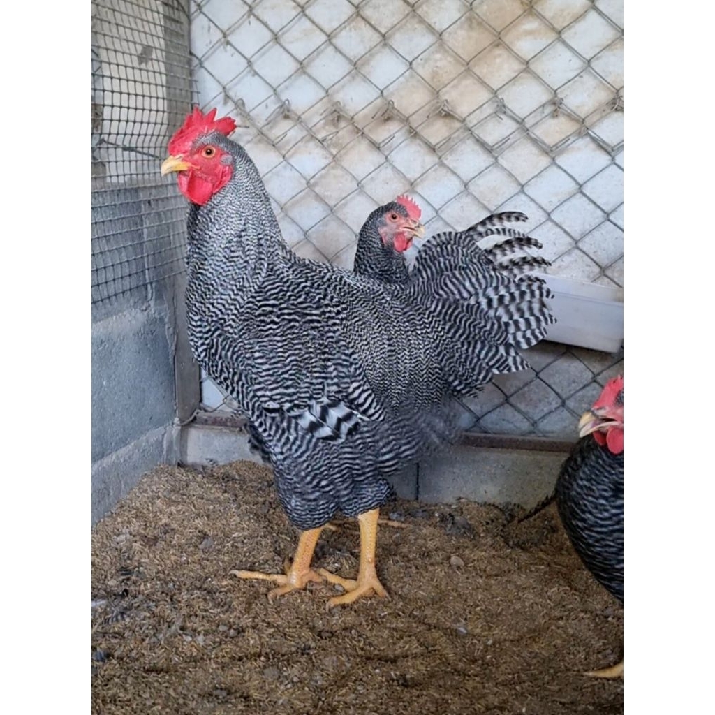 ไข่เชื้อไก่ไข่บราพลีมัทร็อค