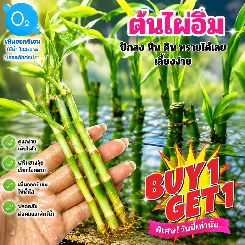 ต้นไผ่อิม(1แถม1) ต้นเล็ก ขายเป็นต้น​ เอาไปปักหินดินทรายได้เลยคะ