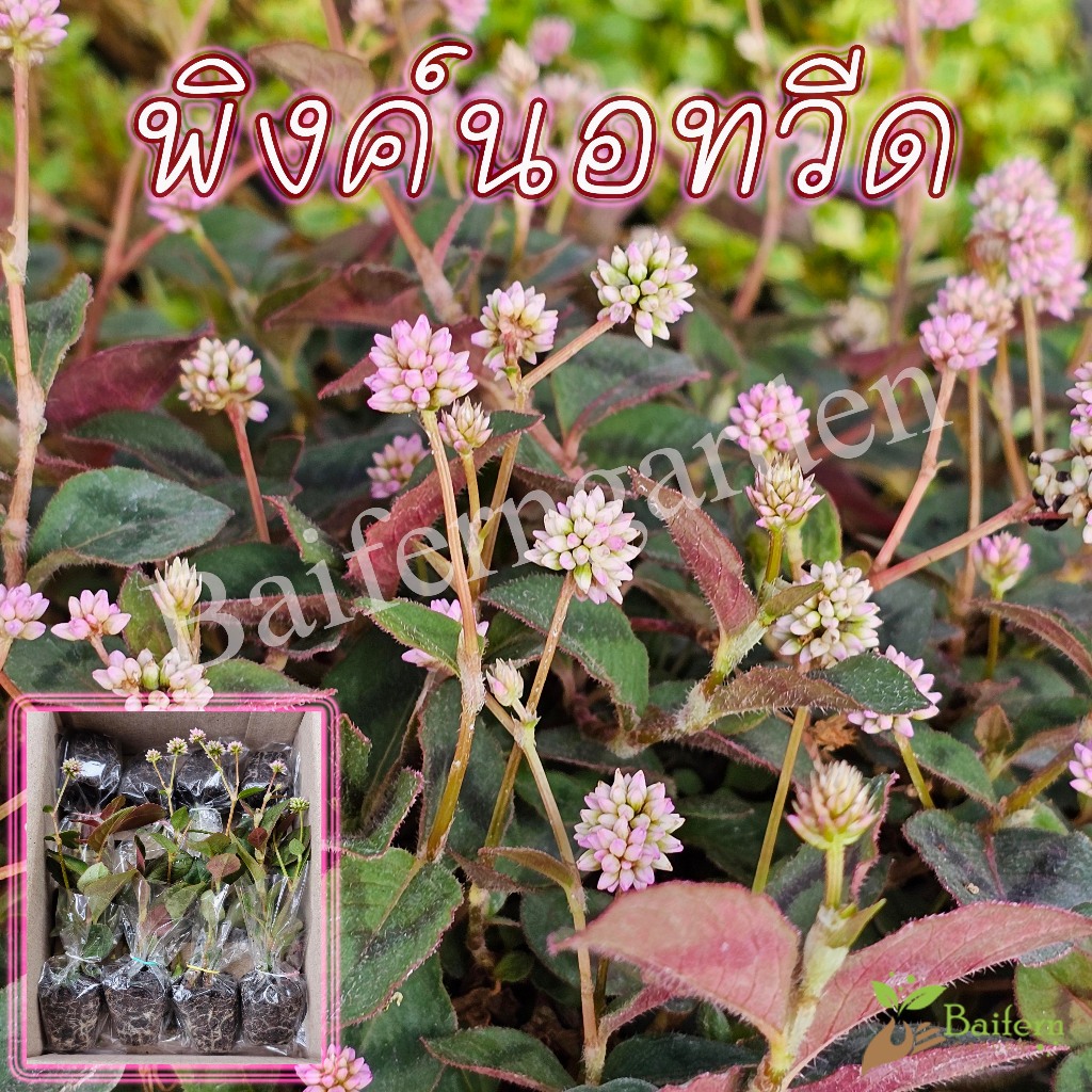 ต้นกล้าดอกพิงค์นอทวีด (pink knotweed) ดอกไม้กินได้ เลี้ยงง่าย รากแน่นพร้อมปลูก