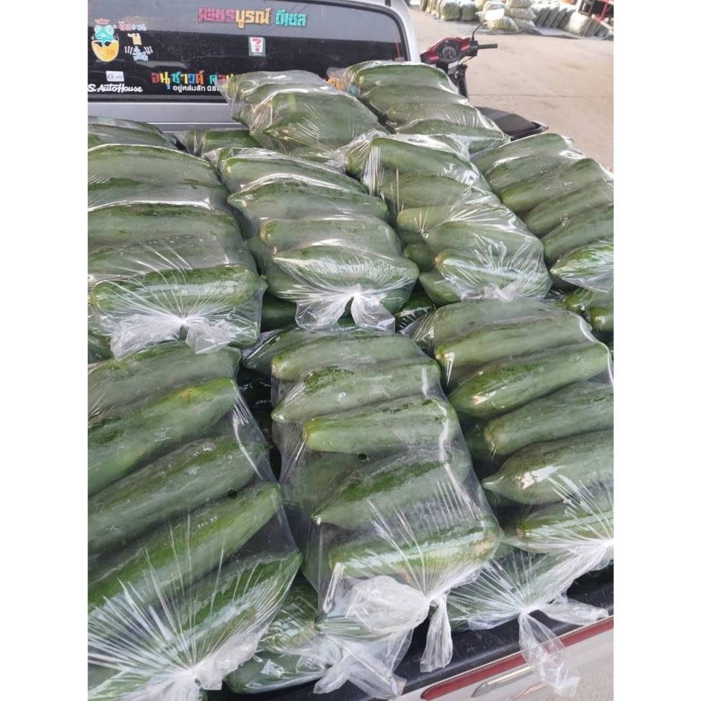มะละกอสด 🥒 - มะละกอส้มตำ แกงส้มมะละกอ ผักผลไม้ กรอบอร่อย ราคาถูก 1กิโลกรัม