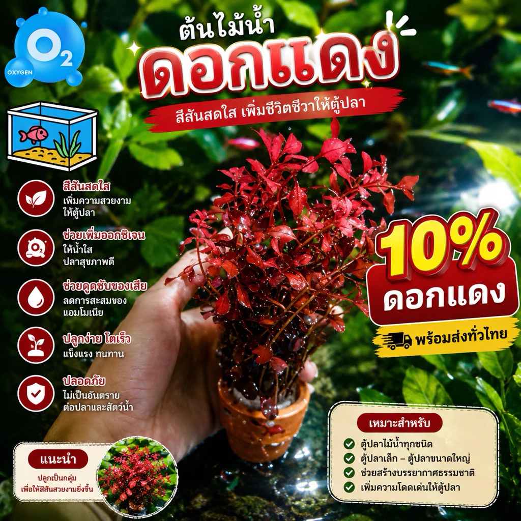 ไม้น้ำพร้อมกระถาง 10แถม1 แต่งตู้ปลา
