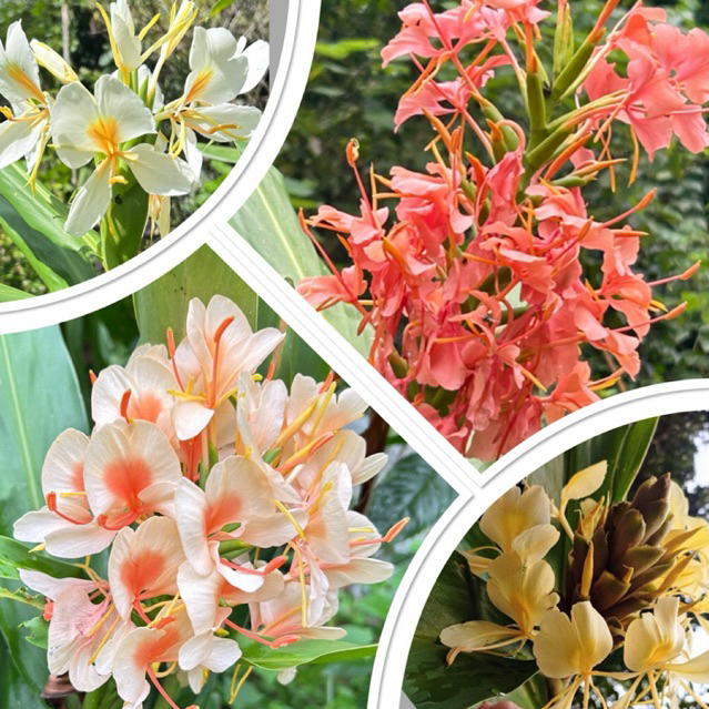 ว่านมหาหงส์ ต้นสะเลเต มี 5 สีให้เลือก กลิ่นหอม ส่งเป็นต้นในถุงดำ Butterfly Lily