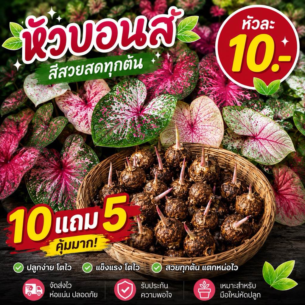 หัวบอนสี 10หัว แถม5หัว คละสายพันธุ์