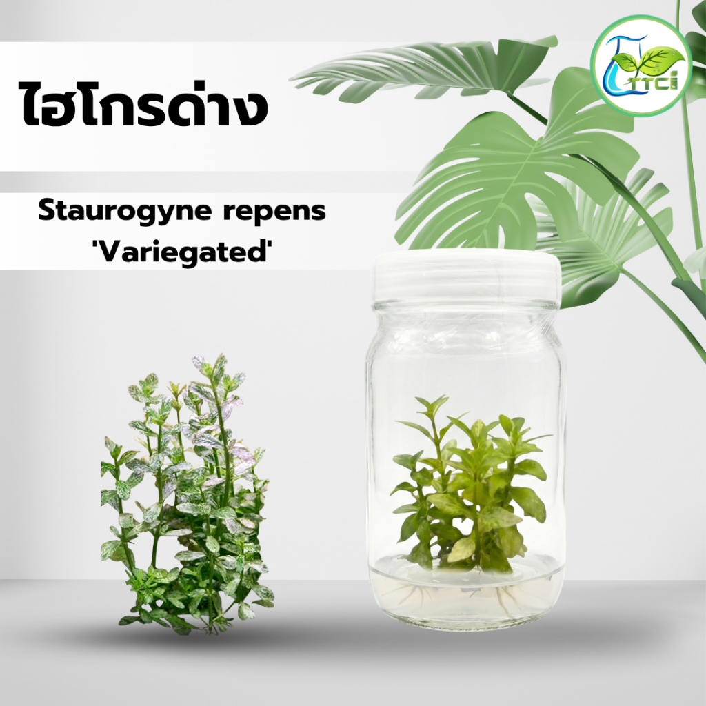 ไฮโกรด่าง Staurogyne repens ‘Variegated’ ต้นเนื้อเยื่อ งานแพคเกจถุง