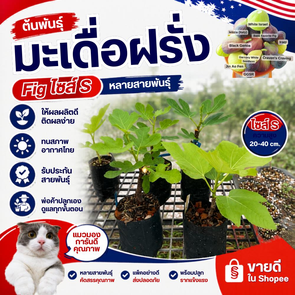 ต้นมะเดื่อฝรั่ง Fig ไซส์ S หลายสายพันธุ์ ให้ผลผลิตดี ทนสภาพอากาศไทย รับประกันสายพันธุ์ พ่อค้าปลูกเอง