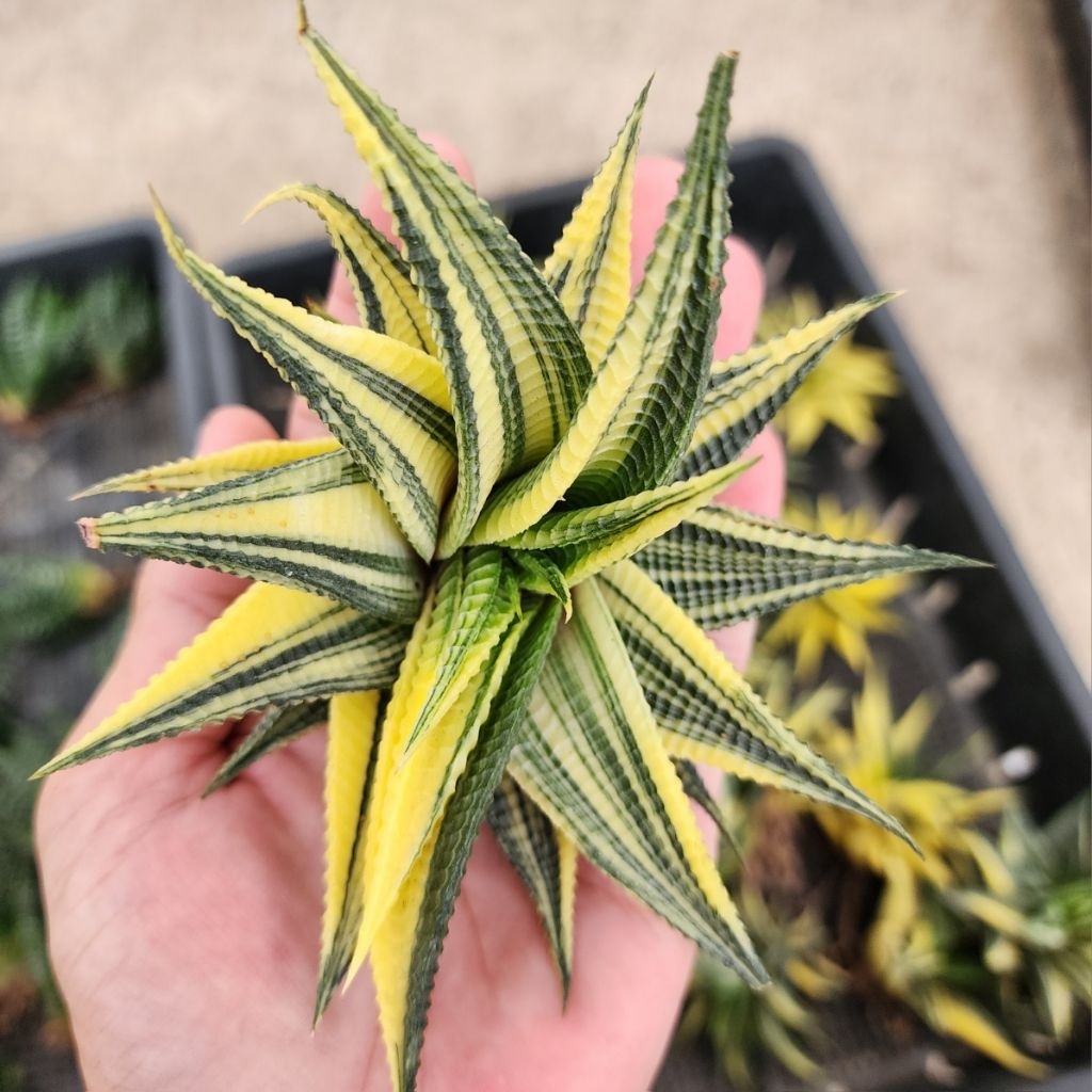 ม้าเวียนด่าง (เลือกได้) Haworthia Limifolia variegata (Fairy Washboard) size ใหญ่สะใจ 14 cm ไม้อวบน้ำ ปลูกเลี้ยงง่าย