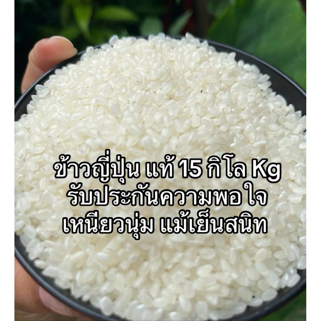 ข่าวญี่ปุ่น15 kg ข้าวใหม่ สำหรับร้านอาหารชั้นนำหุงง่ายไม่ต้องแช่ ระวังข้าวใหม่มากเหนียวนุ่ม