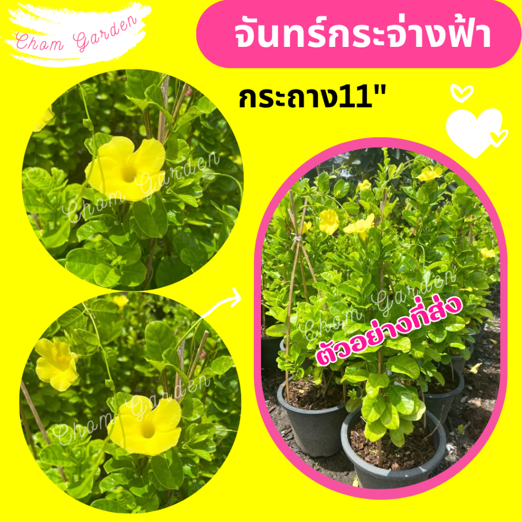 ต้นจันทร์กระจ่างฟ้า ดอกสีเหลือง
