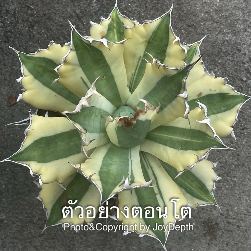 Agave Titanota “Snaggle Tooth” สแน็คเกิ้ลทู้ธ /ขายหน่อละ 565-665 บาท