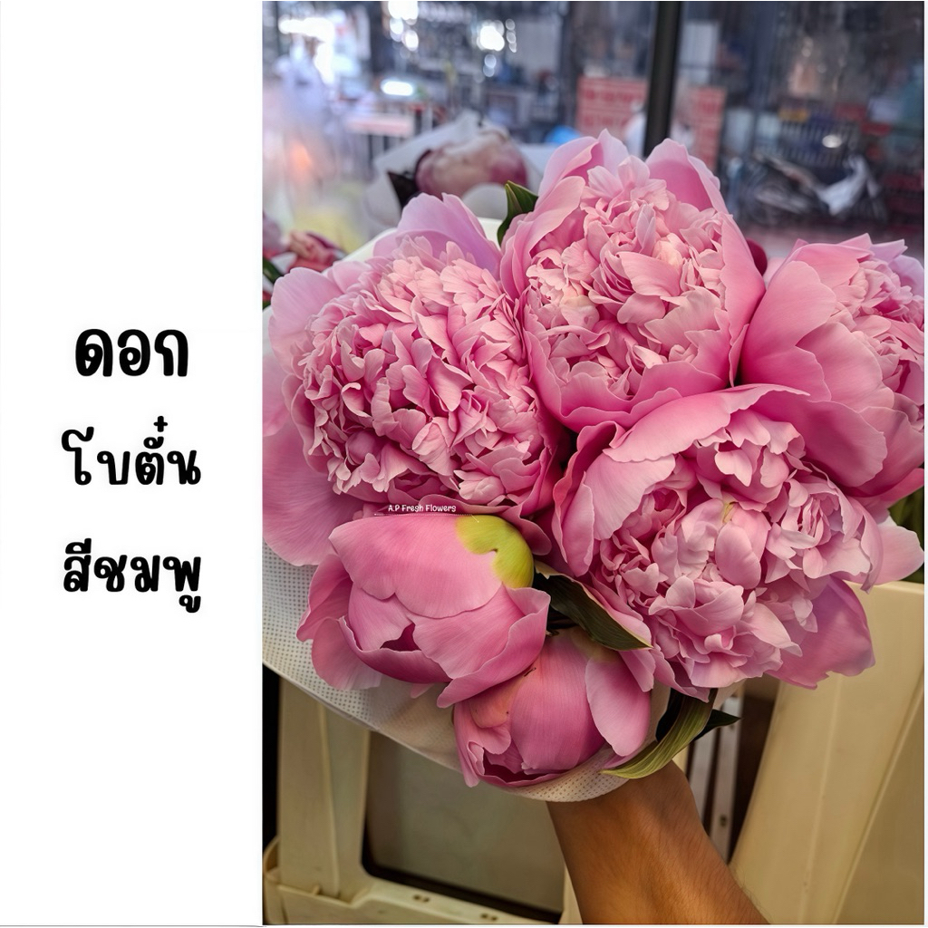 ดอกพิโอนี หรือดอกโบตั๋นสด มีสีชมพู ขาว แดง พร้อมส่ง ดอกใหญ่คัดเกรด ปากคลองตลาด 1กำ มี 5ดอก