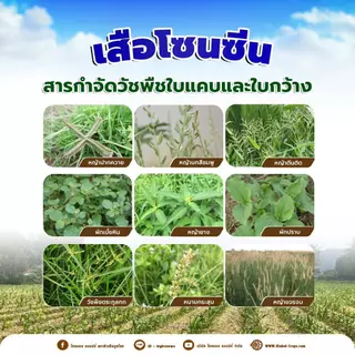 ยกลัง x20 kg.| เสือโซนซีน(มีโซไตรโอน 8% + อะทราซีน 80.8%) สูตรเม็ดแรงกว่า3เท่า ออกฤทธิ์ทั้งคุม+ฆ่า 1 กิโลกรัม