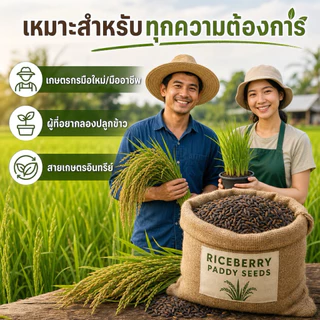 เมล็ดพันธุ์ข้าวไรซ์เบอร์รี่ ปลูกง่าย งอกไว [พันธุ์แท้ ม.เกษตร] ข้าวเปลือกคัดมือ เมล็ดสมบูรณ์ ปลูกได้ทุกพื้นที่