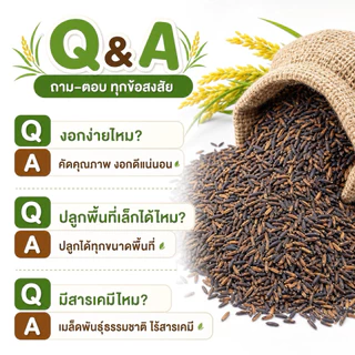 [คัดพิเศษ] เมล็ดพันธุ์ข้าวไรซ์เบอร์รี่ 100% พันธุ์แท้ ม.เกษตร กำแพงแสน อัตรางอกสูงมาก เมล็ดเต่งตึง ไม่ลีบ ไม่หัก ไร้สาร