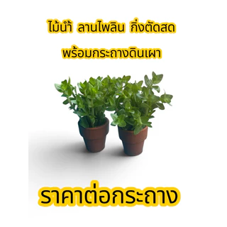 ลานไพลินพร้อมกระถางดินเผา (ราคาต่อกระถาง)(สั่ง7กระถางแถม1กระถาง)ตัดสด ไม้น้ำให้ร่มเงา สีสวยงาม ทนทาน