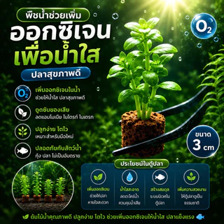🥇ไม้น้ำ​ 🌺 ซื้อ(10แถม1 ) ต้นออกรากไว​ ต้นแถมร้านเลือกให้