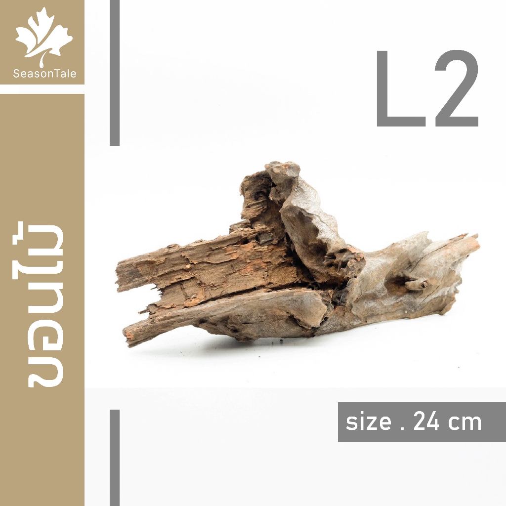ขอนไม้ size L ตกแต่งตู้ไม้น้ำ ไม้ชื้น โมเดล ชุดขอนไม้ drift wood คัดพิเศษ