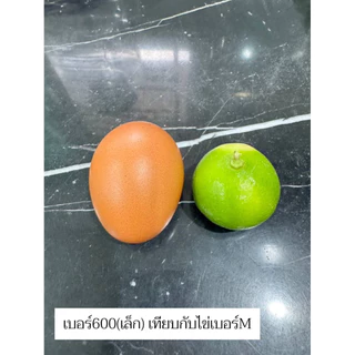 มะนาวแป้นรำไพสวนแท้ เกรดAAA ลูกสวย ใหญ่ กลาง เล็ก 1กิโล 20-40ลูก ตามไซส์ เปลือกบาง น้ำเยอะ หอม ดำเนิน บ้านแพ้ว