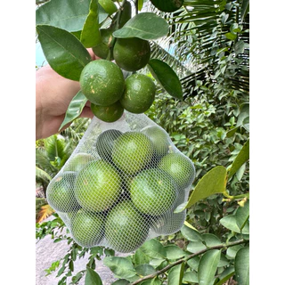 มะนาว แป้นรำไพสวนแท้ เกรดAAA เบอร์400/500/600 สวย ใหญ่ กลาง เล็ก เก็บสดใหม่วันต่อวัน จากสวนดำเนิน บ้านแพ้ว