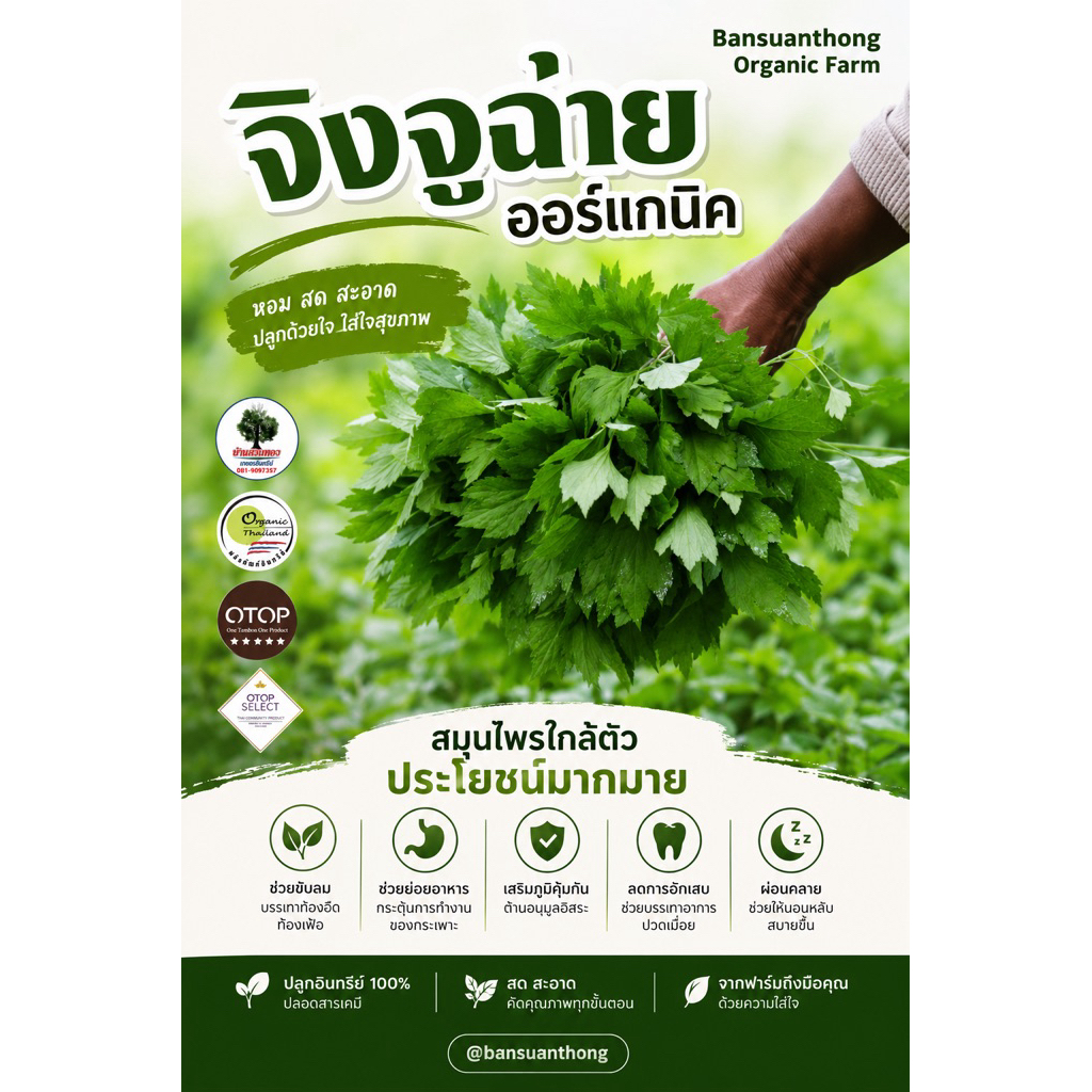 จิงจูฉ่ายออร์เเกนิค  500 กรัม