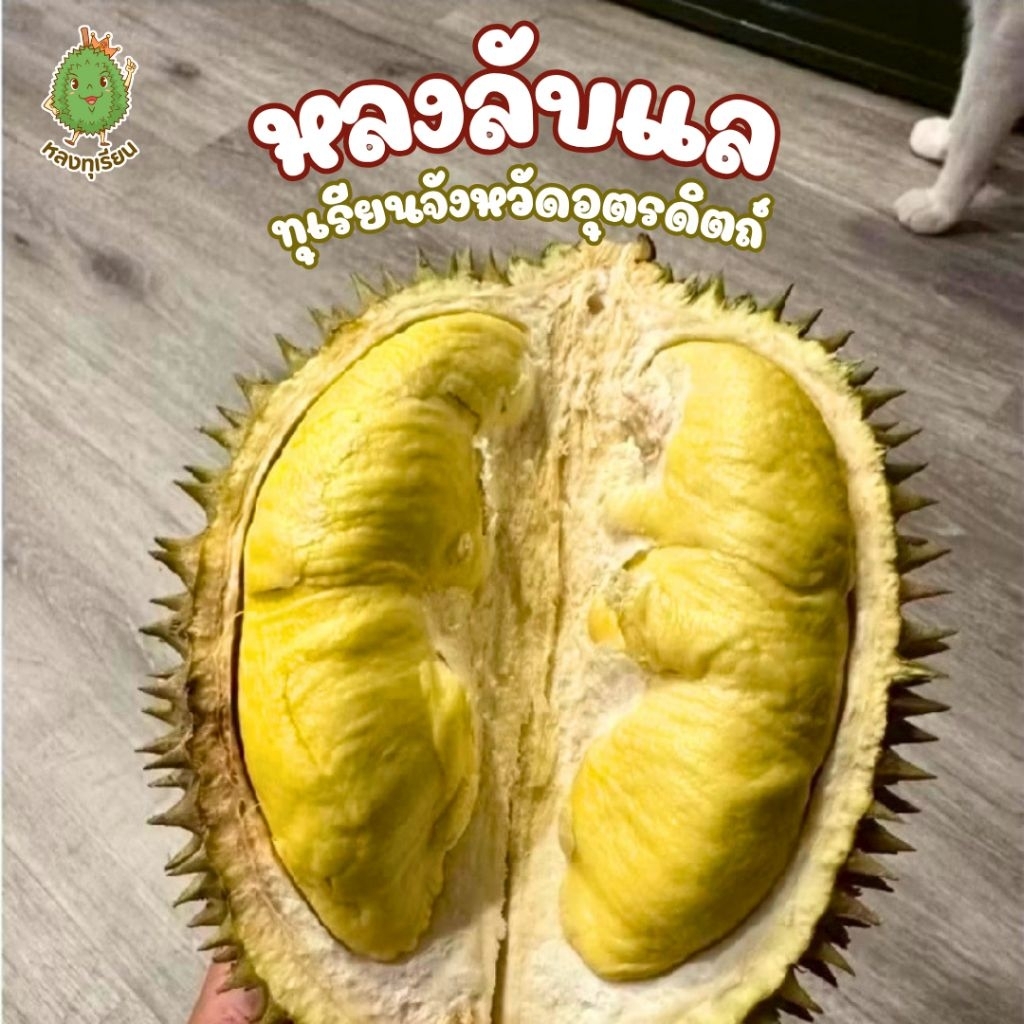 หลงลับแล ทุเรียนหลงลับแล ขนาด 1.1-1.3 kg ของแท้จากอุตรดิตถ์ อ่อน ขาว จืด เครม