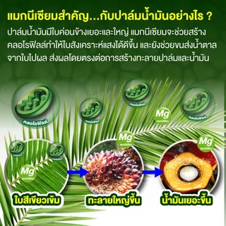 (ยกกระสอบ25kg)แม่ปุ๋ย (กรีเซอร์ไรท์) แมกนีเซียมซัลเฟต โมโนไฮเดรต ชนิดเม็ด ช่วยให้พืชสังเคราะห์แสง