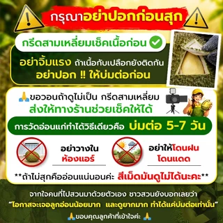 📌 ส่งฟรี-ส่งด่วน📌ทุเรียนหมอนทอง จันทบุรี 2.7-3kg(2ลูก) พร้อมวิดีโอชั่งน้ำหนักจริงทุกลูก! ศรีทอง cookingrun