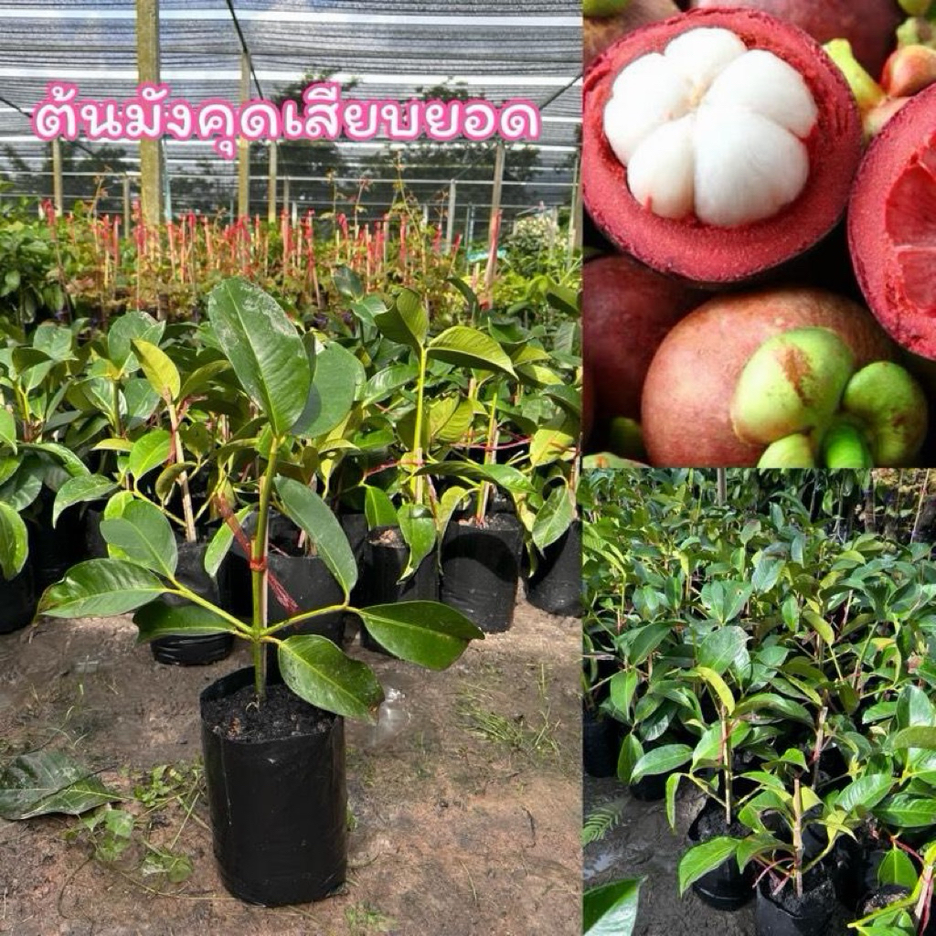 ต้นมังคุด(เสียบยอด) *1ต้น
