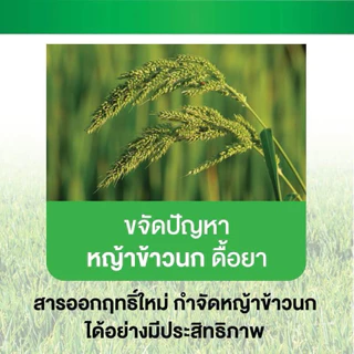 ลอแยนต์ ขนาด 800 ซีซี ฟลอร์ไพรอซิเฟน-เบน สารใหม่ กำจัดหญ้าใบแคบ ใบกว้าง กก หญ้าข้าวนก หญ้าแดง ผักปอด หนวดปลาดุก ข้าวไม่แ