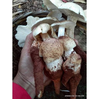 ก้อนหัวเชื้อเห็ดโคนเข้มขัน ของแท้ สายพันธุ์ดอกใหญ่