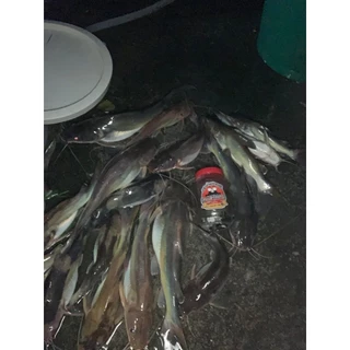 เหยื่อตกปลากดตาหนวด ม้ามหมัก สูตรพิเศษ ปลากดคัง ปลากดเหลือง เทโพ ปลาหนังทุกชนิดกลิ่นเรียกปลาสุดๆ