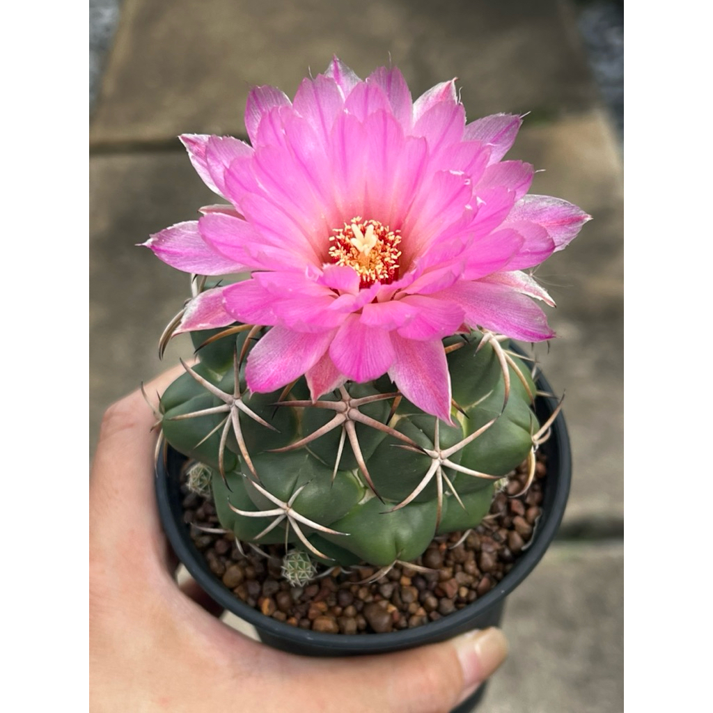 Coryphantha Elephatidens: ช้างดอกชมพู แคคตัส กระบองเพชร
