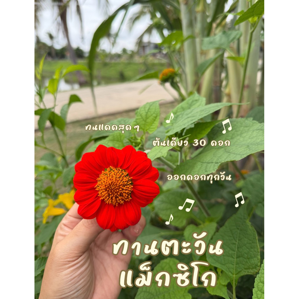 เมล็ดทานตะวันเม็กซิกันพร้อมปลูกลงดิน 20 เม็ด งอก 100%