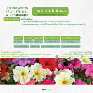 AGA AGRO I "พิทูเนีย ปริซึ่ม" ดอกใหญ่ที่สุด ทนต่อสภาพอากาศร้อน -100เมล็ด-Petunia Prism