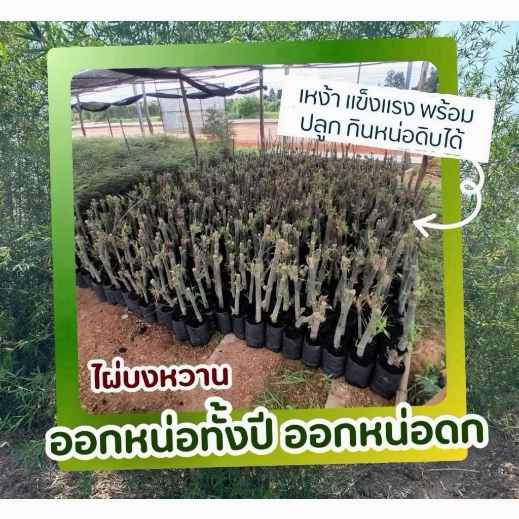 ไผ่บงหวานคุณภาพ จากอายาฟาร์ม(ราคาขั้นต่ำ2ต้น)ปลูกเอาหน่อไม้กินสดได้ หวานกรอบอร่อย เป็นเกาต์ก็ทานได้ คัดพิเศษ โตไว