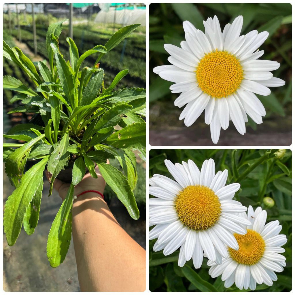 เดซี่ซาสต้า (Shasta Daisy)